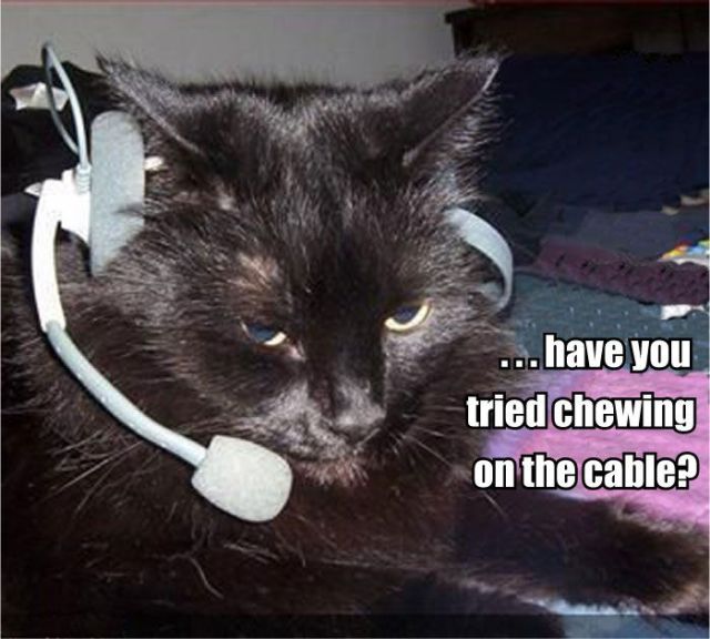 LOLCatTryChewingOnTheCable